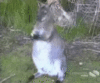 11586SadRoo.gif