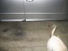 Audi_pictures_119.jpg