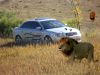 lioncar.jpg